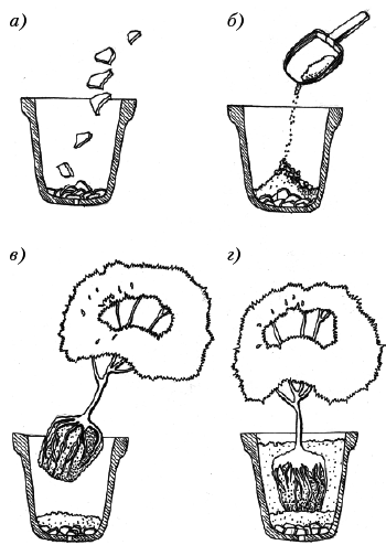 Энциклопедия комнатных растений - i_028.png