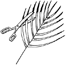 Энциклопедия комнатных растений - i_030.png