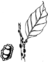 Энциклопедия комнатных растений - i_033.png