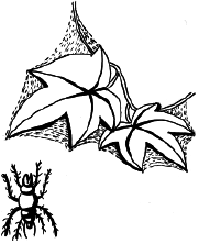 Энциклопедия комнатных растений - i_034.png