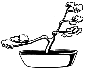 Энциклопедия комнатных растений - i_052.png