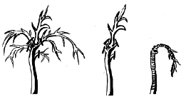 Энциклопедия комнатных растений - i_059.png