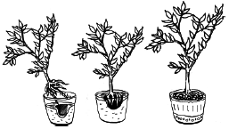 Энциклопедия комнатных растений - i_060.png