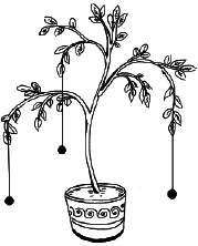 Энциклопедия комнатных растений - i_062.png