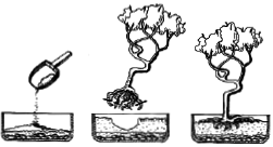 Энциклопедия комнатных растений - i_063.png