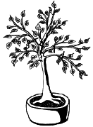 Энциклопедия комнатных растений - i_064.png