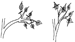 Энциклопедия комнатных растений - i_065.png