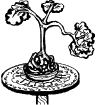 Энциклопедия комнатных растений - i_067.png