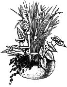 Энциклопедия комнатных растений - i_071.png