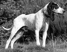 Гончие - _002.jpg