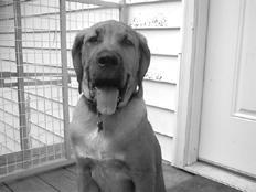 Гончие - _003.jpg