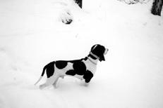 Гончие - _004.jpg