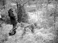 Гончие - _010.jpg