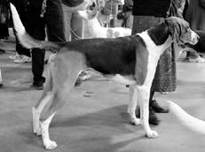 Гончие - _011.jpg