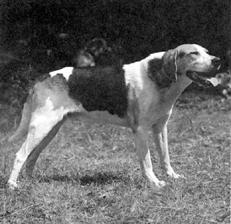 Гончие - _012.jpg