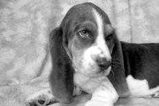 Гончие - _013.jpg