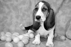 Гончие - _014.jpg