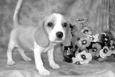 Гончие - _015.jpg