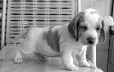 Гончие - _016.jpg