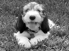 Гончие - _017.jpg