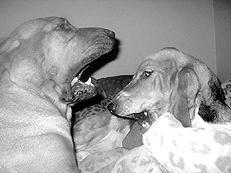 Гончие - _018.jpg