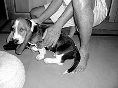 Гончие - _019.jpg