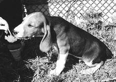 Гончие - _020.jpg