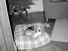 Гончие - _024.jpg