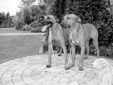 Гончие - _025.jpg