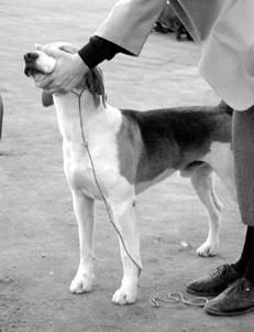 Гончие - _026.jpg