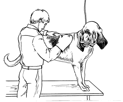 Гончие - _030.png