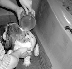 Гончие - _031.jpg