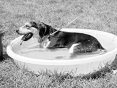 Гончие - _033.jpg