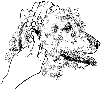 Гончие - _034.png