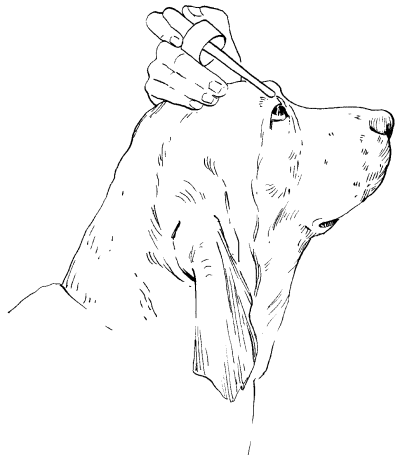 Гончие - _035.png