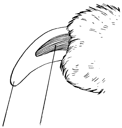 Гончие - _038.png