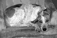 Гончие - _041.jpg