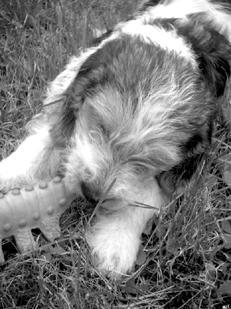 Гончие - _042.jpg