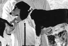 Гончие - _044.jpg