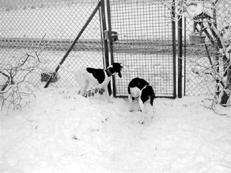 Гончие - _045.jpg