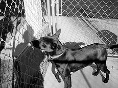 Гончие - _047.jpg