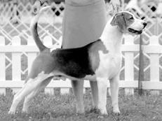 Гончие - _048.jpg