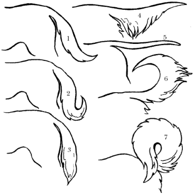 Гончие - _050.png