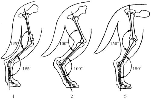 Гончие - _051.png