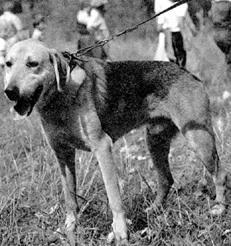 Гончие - _054.jpg