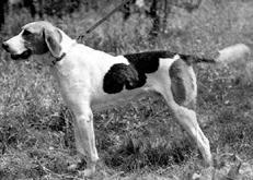 Гончие - _055.jpg