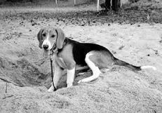 Гончие - _056.jpg