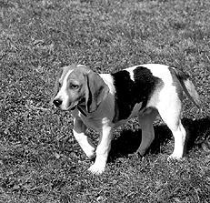 Гончие - _057.jpg