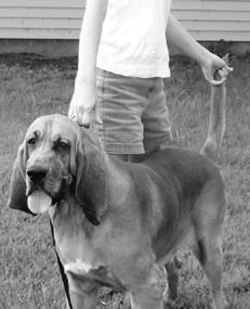 Гончие - _059.jpg