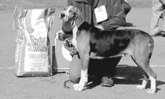 Гончие - _060.jpg